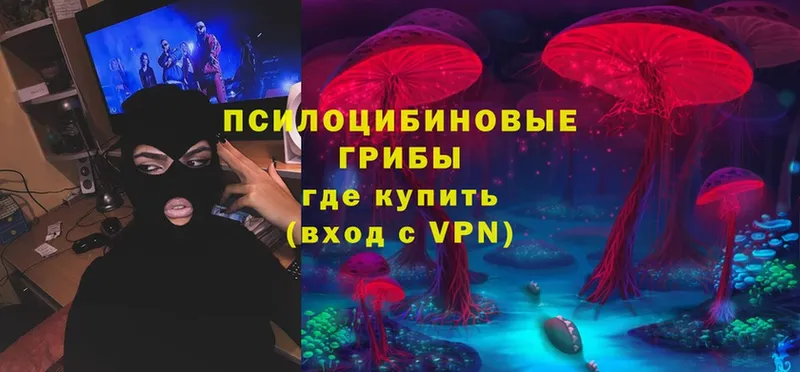 закладка  Анжеро-Судженск  Псилоцибиновые грибы Psilocybe 